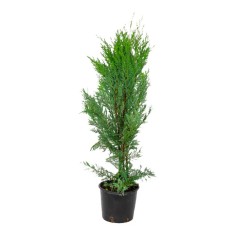 Tuia Leylandii, ghiveci 3 L, h 60-80 cm