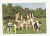 CA8 - Carte Postala -Expo Canina 1982-Ciobanesc carpatin si mioritic,Necirculata