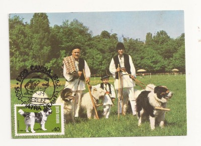 CA8 - Carte Postala -Expo Canina 1982-Ciobanesc carpatin si mioritic,Necirculata foto