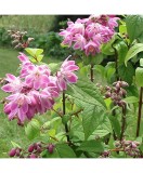 Planta Deutzia xhybrida Strawberry Fields C2, ghiveci 2l