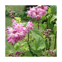 Planta Deutzia xhybrida Strawberry Fields C2, ghiveci 2l