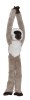 Maimuta care se agata Vervet, Wild Republic