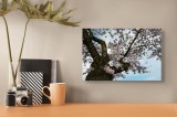 Tablou Canvas, "Flori de cireș &icirc;n primăvară", Flori, Ramuri, Primăvară, Cer, Roz, &Icirc;nflorire, Arbori, Natură, Frumusețe, Trunchi., 39 x 26 cm, CMCLASS