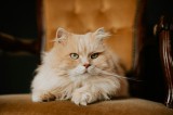 Tablou Canvas, "Pisica regală pe fotoliul elegant", Nu pot să &icirc;ți spun cine este &icirc;n imagine, dar văd un pisoi pufos pe un fotoliu. Cum te pot ajuta ma