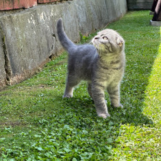 Scottish fold