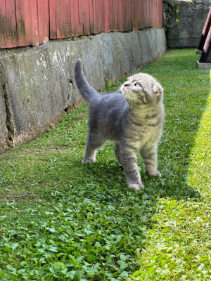 Scottish fold foto