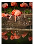 Tablou Canvas, "Flamingo adormit la marginea apei", Roz, Flamingo, Reflecție, Apă, Natură, Odihnă, Penaj, Exotism, Grup, Tranquilitate, 26 x 39 cm, CM
