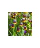 Lalea Imperiala Fritillaria, Michailovskyi, Visiniu/Galben, 5/+, 1 Bulb, Oem