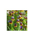 Lalea Imperiala Fritillaria, Michailovskyi, Visiniu/Galben, 5/+, 1 Bulb, Oem
