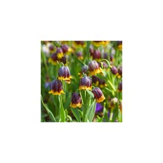 Lalea Imperiala Fritillaria, Michailovskyi, Visiniu/Galben, 5/+, 1 Bulb