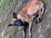 V&acirc;nd ciobănesc belgian (malinois)