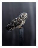 Tablou Canvas cu Oglindire Nocturnă Regală, 26 x 39 cm, CMCLASS