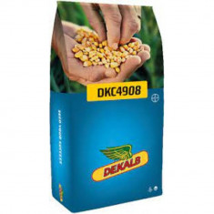 Seminte porumb Dekalb DKC 4908 (FAO 350-390) 80.000 boabe producator Monsanto