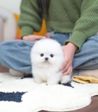 Pomeranian boo