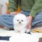 Pomeranian boo