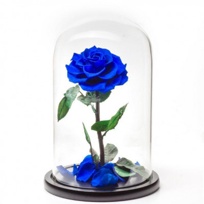 Trandafir Criogenat albastru bonita &amp;Oslash;9,5cm, cupola 17x28cm foto