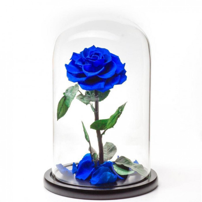 Trandafir Criogenat albastru bonita &Oslash;9,5cm, cupola 17x28cm