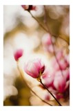 Tablou Canvas, "Flori de magnolie &icirc;n amurgul primăverii", Flori, Magnolie, Roz, Delicat, Primăvară, Bl&acirc;ndețe, Bokeh, Lumină, Natură, Frumusețe, 26 x 3