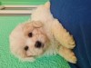Bichon maltez, masculi carnet de sănătate la zi,disponibili imediat