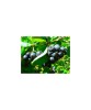 Aronia Nero, Plante 2 Ani - Arbust Fructifer, Ideal Garduri, Productivitate Ridicata