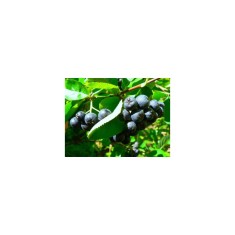 Aronia Nero, plante de 1 ani, butas