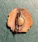 Insigna ARLUS 1944 1954 - 2