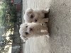 V&acirc;nd căței bichoni, Pedigree