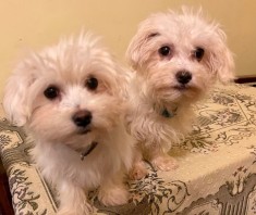 2 catei Bichon Maltez, virsta de 4 luni, asteapta un stapin nou foto