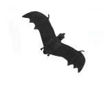 Set 6 Lilieci Decorativi de Halloween, Negru