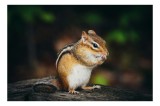 Tablou Canvas, "Micul locuitor al pădurii verzi", Chipmunk, Forest, Eating, Furry, Stripes, Nature, Cute, Small, 39 x 26 cm, CMCLASS