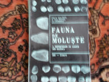 Fauna de moluste - Ioana Pana