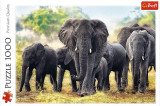 Cumpara ieftin Puzzle 1000 piese - Elefanti Africani | Trefl