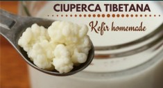 Ciuperca Tibetana ( Chefir ) ptr a produce a 400 ml de chefir foto