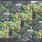 DB1 Fauna WWF Tonga Iguana Dungata MS MNH