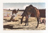 FA157 - Carte Postala - ALGERIA - Adrar, circulata