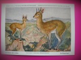 HOPCT 6234 OREOTRAGUS OREOTRAGUS -CORNUTE / ANTILOPE -FAUNA AFRICA-CP CHROMO LITHO -MUZEUL REGAL STIINTE NATURALE BELGIA-NECIRCULATA, Printata