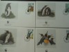 Falkland-Fauna,pinguini-set complet FDC
