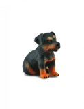 Catelus Rottweiler - Collecta