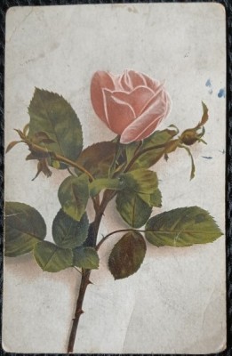 Carte Postala, Trandafir, 1925 foto