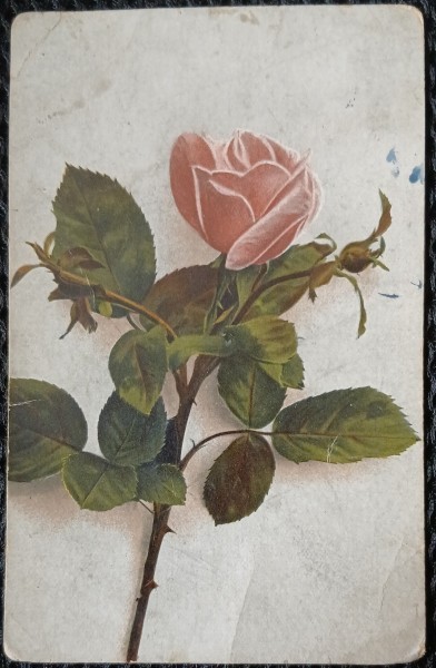 Carte Postala, Trandafir, 1925