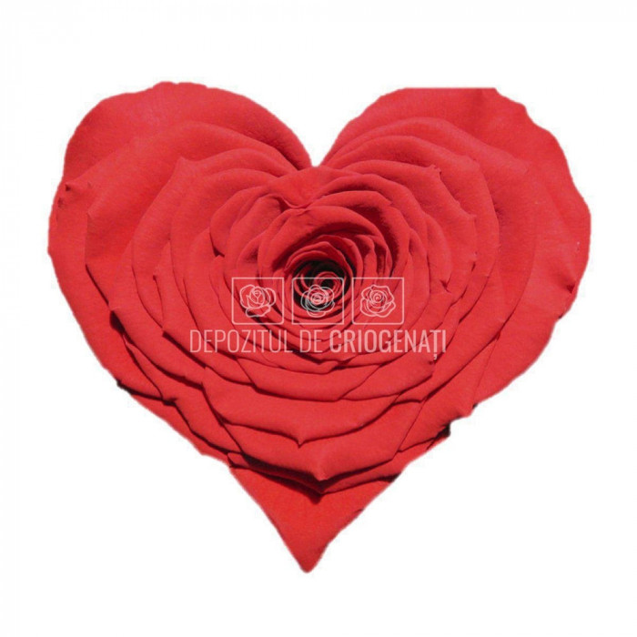 Trandafir Criogenat CORAZON RED-02 (&Oslash;9cm, 1 buc /cutie)