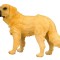 Golden retriever m collecta