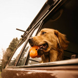 441987 West Paw Dog Toy with Zogoflex &quot;Tux&quot; Tangerine Orange L