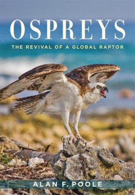 Ospreys: The Revival of a Global Raptor foto