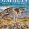 Ospreys: The Revival of a Global Raptor