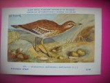 HOPCT 6321 OEDICNEMUS OEDICNEMUS OEDICNEMUS -PASARI DE APA -FAUNA EUROPA-CP CHROMO LITHO -MUZEUL REGAL STIINTE NATURALE BELGIA-NECIRCULATA, Printata