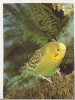 Bnk cp Fauna - pasari - necirculata, Germania, Printata