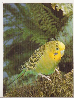 bnk cp Fauna - pasari - necirculata foto