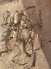 Lot 20 de panglici LVS / display - diverse modele -