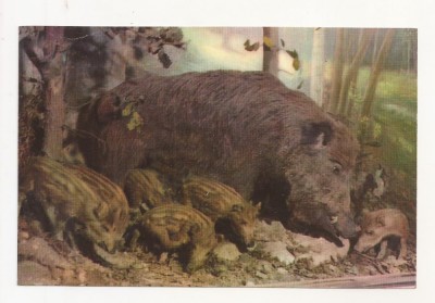 RF50 -Carte Postala- Maximafilie, necirculata foto